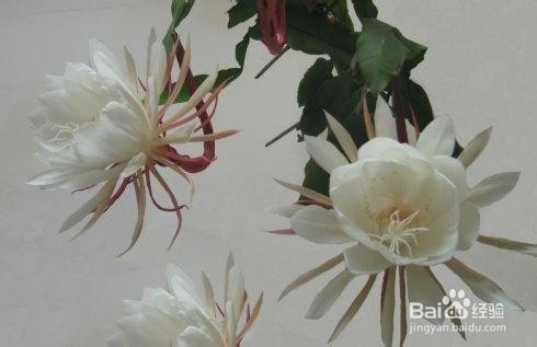 昙花的养殖方法和注意事项