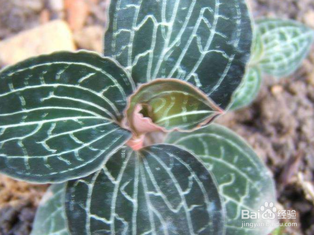 金线莲和银线莲有哪些区别？