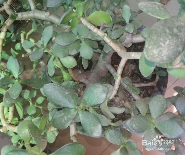 玻璃翠冬天怎么养护