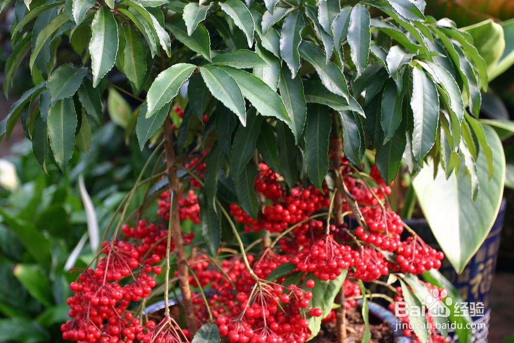 富贵子的果实怎么吃