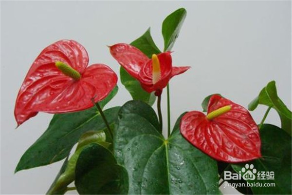 红掌怎么养和注意事项
