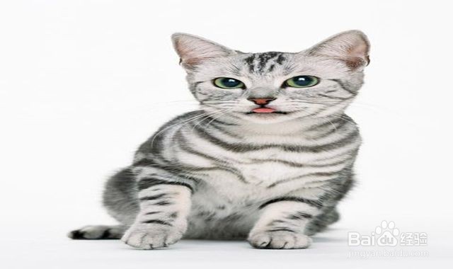 得狂犬病的猫什么样子