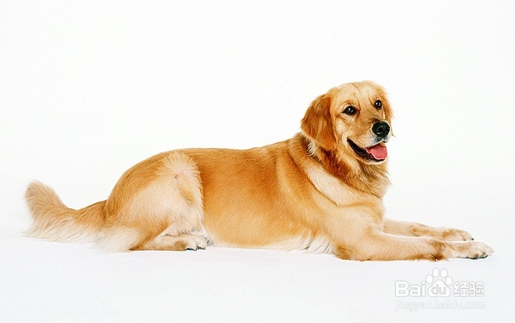 怎样饲养“金毛”宠物狗