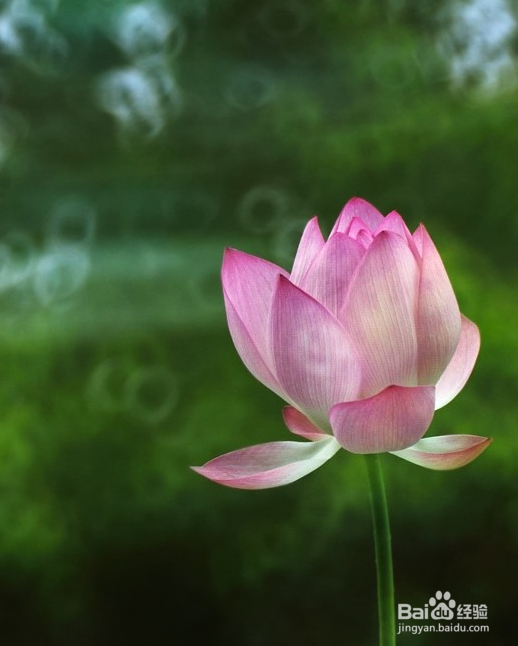 D7000拍荷花相机如何设置