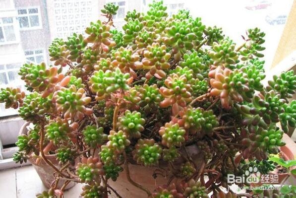 虹之玉和虹之玉锦的养护要点