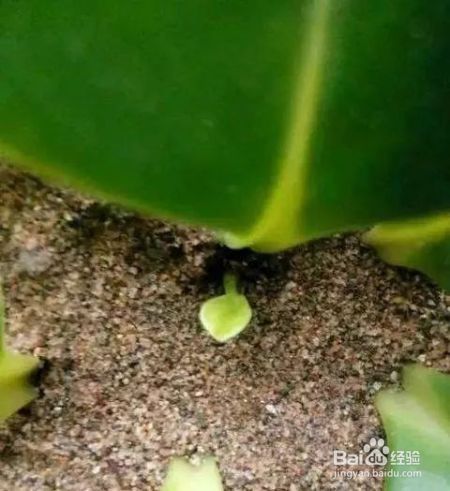 这花千万别花钱买，一片叶子能养十几盆，朋友看了都抢着要！
