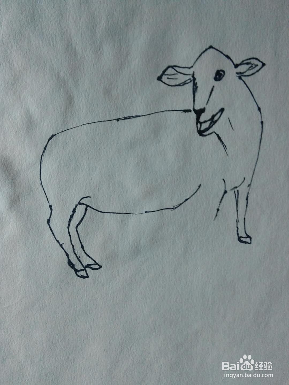 简笔画绵羊的画法
