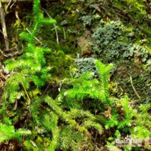 如何培育狮子尾？