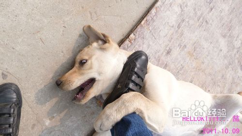 拉布拉多犬的介绍和训练的方法