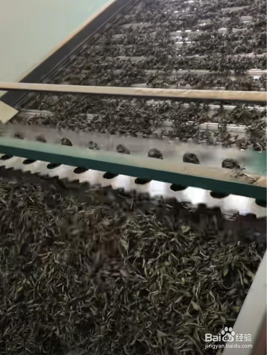 白茶制作加工方法