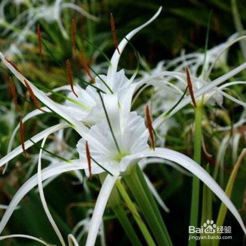 蜘蛛兰的养殖方法和注意事项