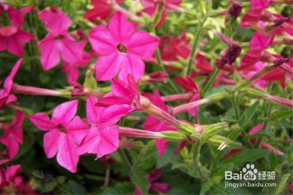 花烟草的养殖方法和注意事项有什么？