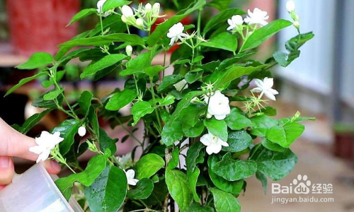 茉莉花冬天怎么养才能安全过冬?