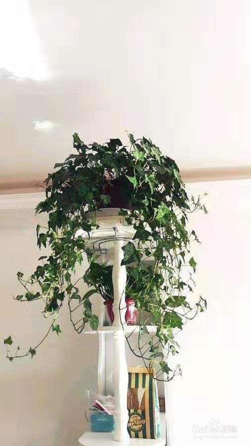 3种花，卧室客厅养1盆，甲醛少了，睡觉也香了！