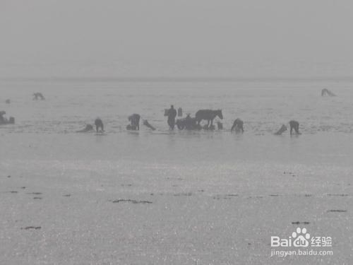 海边挖蚶子有什么技巧