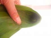 蛋黄肉粽的做法