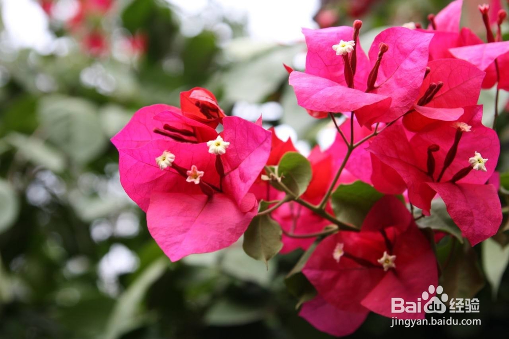 三角梅小品盆景的取材、管理养护与快速成形