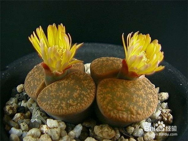 如何养好多肉植物生石花