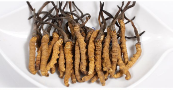 虫草怎么卖的多少钱一克