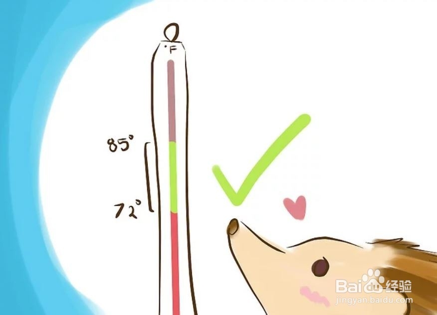 如何照顾一只刺猬