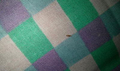 床上有吸血虫怎么消灭