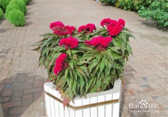 鸡冠花的养殖方法