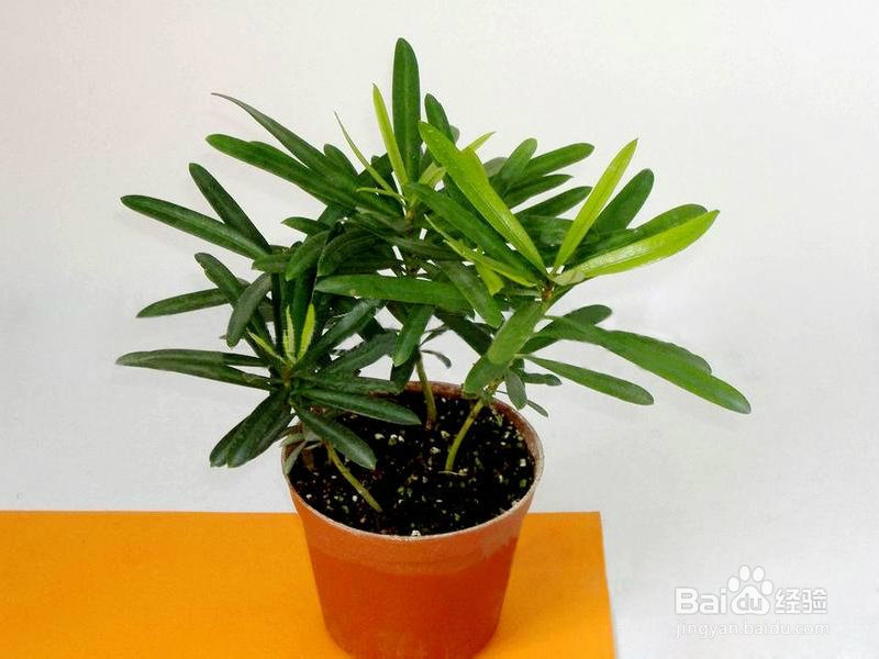 办公场所推荐植物之赏叶植物