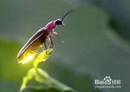 萤火虫的幼虫吃什么？怎么捕食？