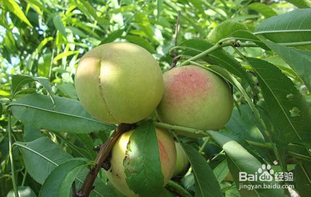 果树膨果着色增甜的管理要点有哪些