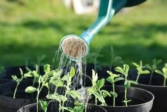 多肉梦露养护方法图例讲解