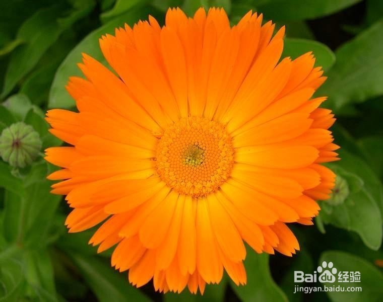 各种花茶作用大全,养颜保健美体