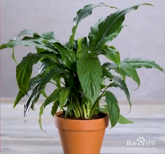 生活中种植花草的妙招