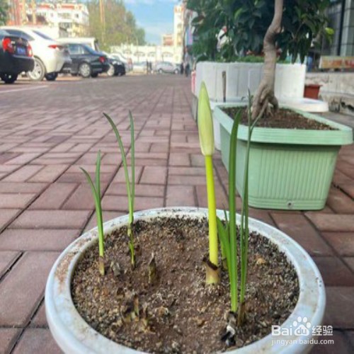 如何养好彼岸花