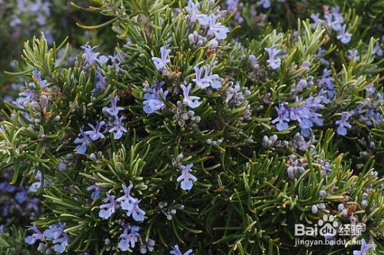 迷迭香的养殖方法和注意事项