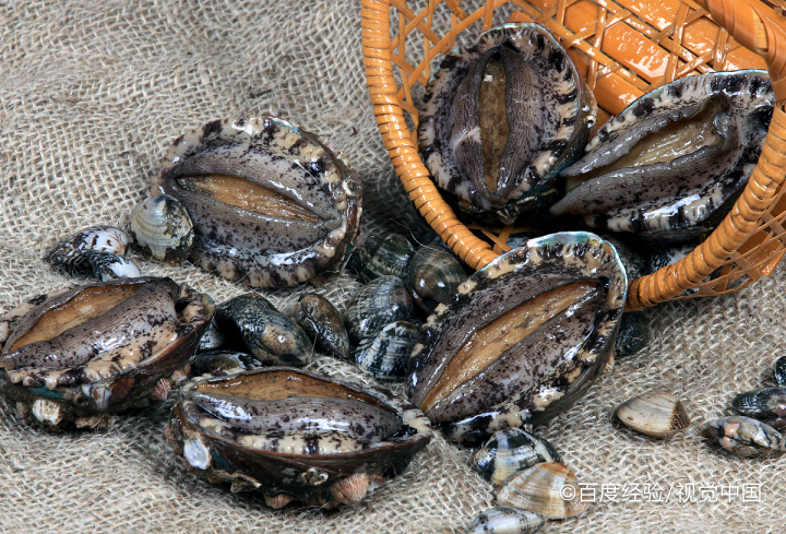 鲍鱼的营养及功效与作用