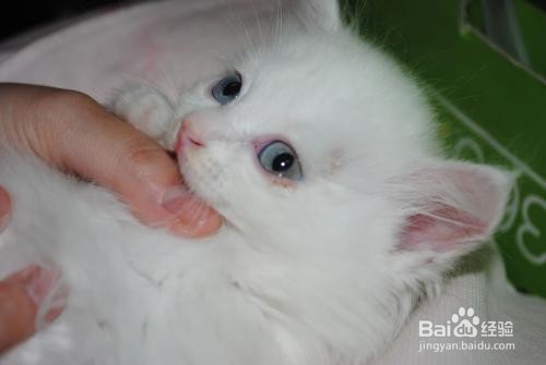 猫长猫藓怎么办
