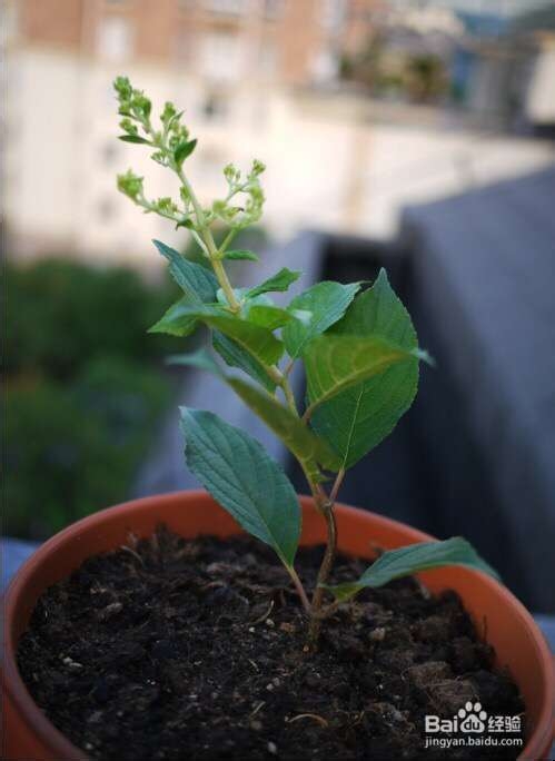 圆锥秀球种植收获了一片清雅