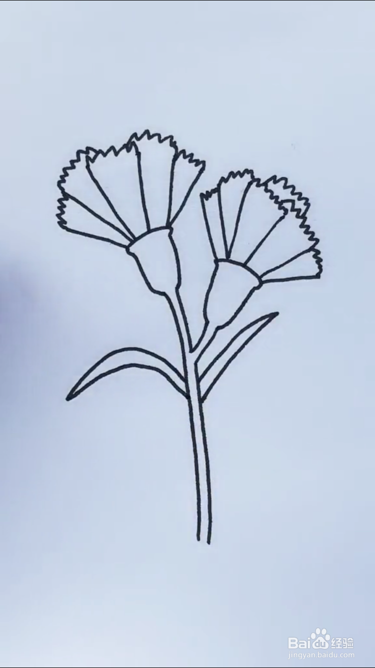 康乃馨叶子简笔画图片