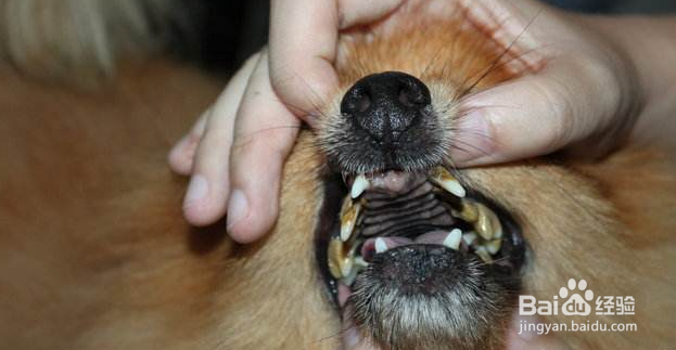 狗狗几岁开始衰老，衰老的表现有哪些？