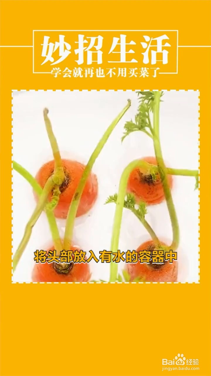种植蔬菜的小妙招