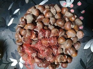 如何简单快速剥生栗子
