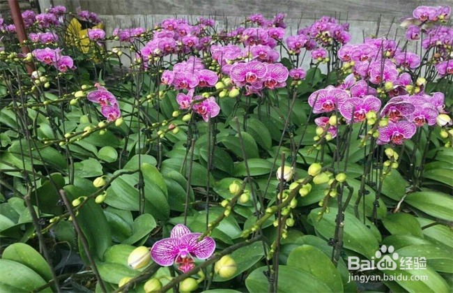 蝴蝶兰养殖方法