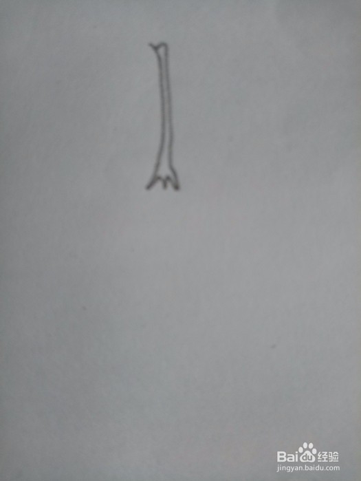 红辣椒的简笔画