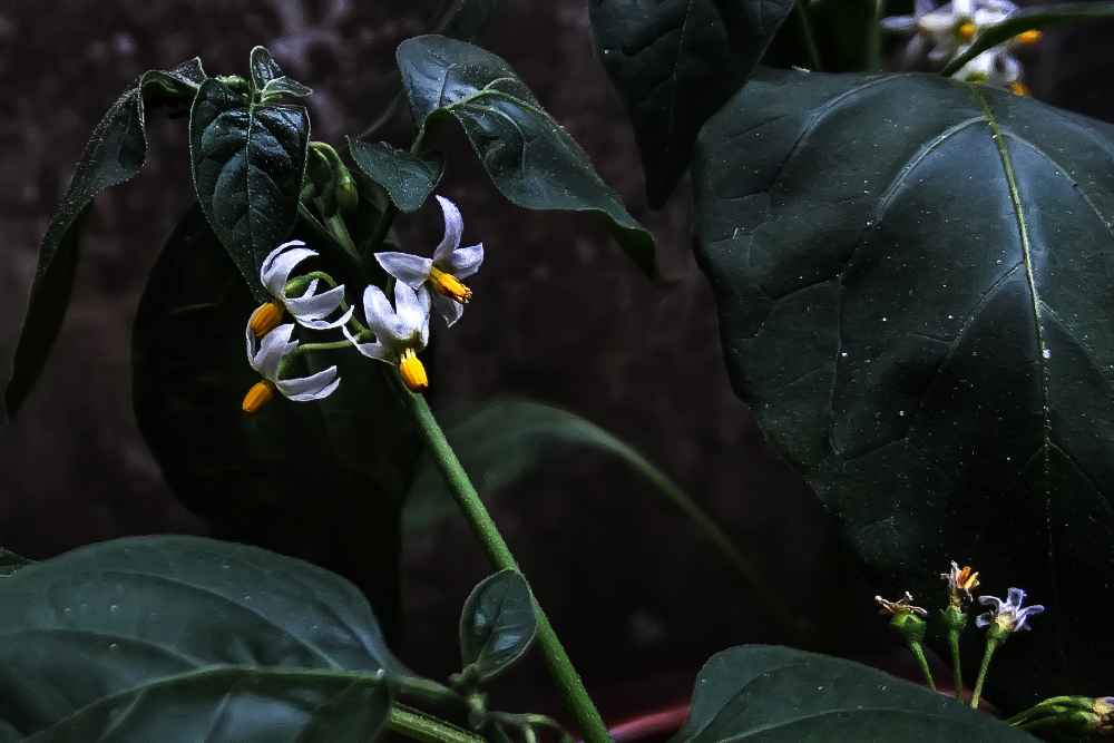 龙葵草果实能不能当水果吃啊