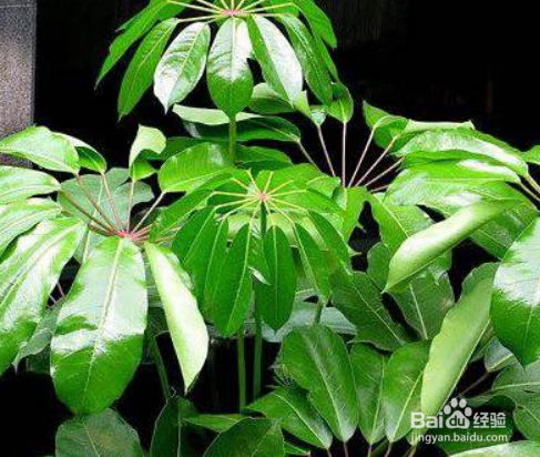 八方来财怎么养