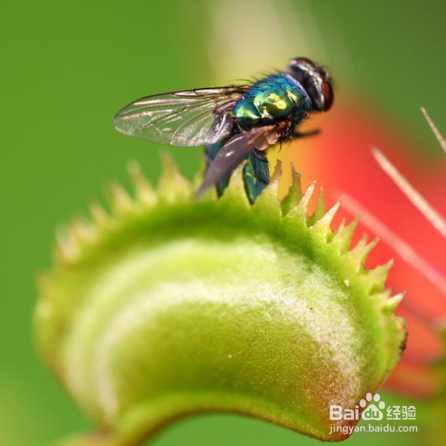 食蝇草怎么养护