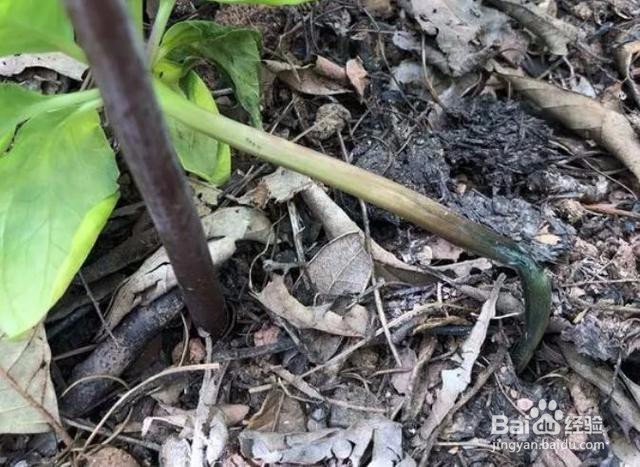 重楼种植技术方法