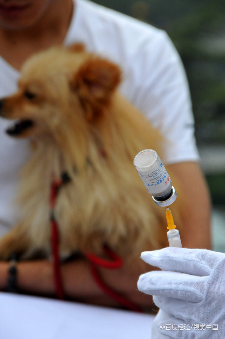 狗狗打疫苗有什么用?
