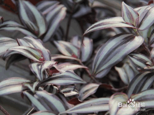 吊竹梅的养殖方法及注意事项