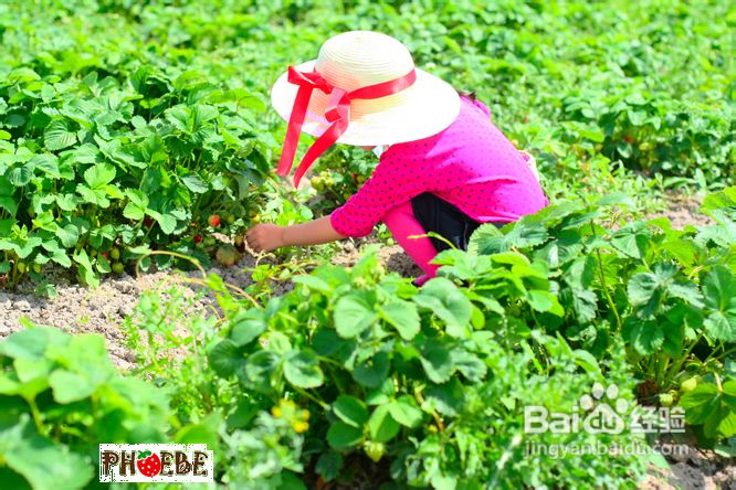 温哥华田园风情草莓采摘(组图)